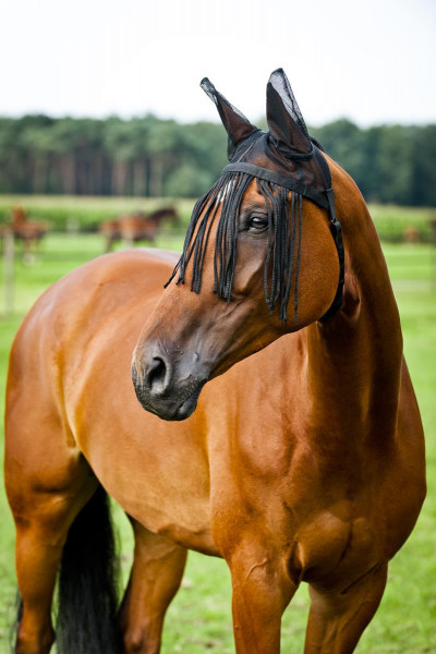 Horze Fliegenhaube aus Mesh mit Fransen