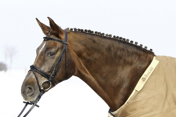 Euroriding Trense Clincher engl. Reithalfter British Line