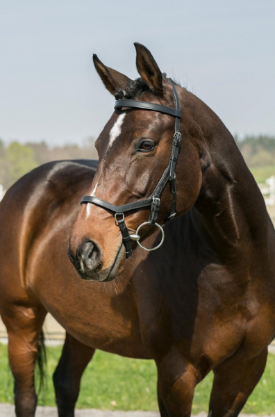 Horseware Rambo Micklem Competition bridle