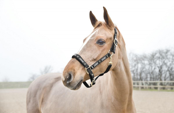 Horze Hamptons Halfter