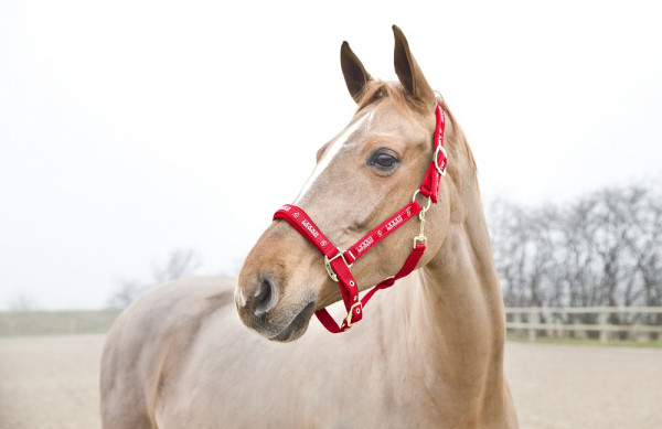 Horze Hamptons Halfter